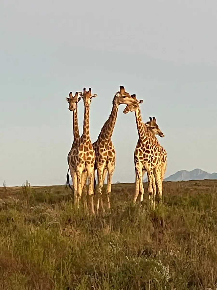 Our guests from Glasgow enjoying a luxury safari experience with stunning game drives, warm hospitality, delicious food, and exceptional lodge staff.